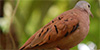 Gray-headed Dove
