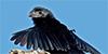 Groove-billed Ani