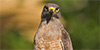 Roadside Hawk