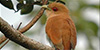 Squirrel Cuckoo