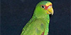 White-fronted Parrot