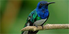 White-necked Jacobin