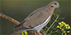 White-winged Dove